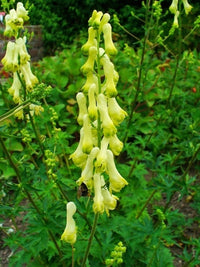 Lycoctonum Blumensamen zur Aussaat Drought verträglich Traditionssorte & ohne Gentechnik Samen Hausgarten