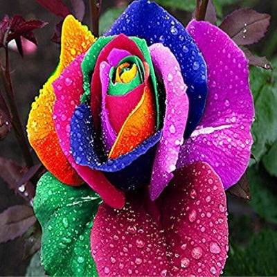MultiColored Rose Blumensamen zur Aussaat farbenfroh Schau Traditionssorte & ohne Gentechnik Samen Hausgarten