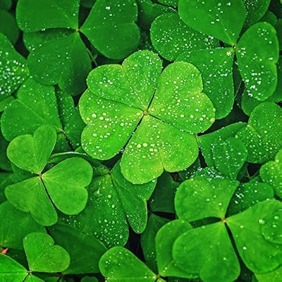 Trifoglio a quattro foglie verde militare per la semina, lunga stagione di fioritura, varietà tradizionale e senza OGM, semi per il giardino domestico