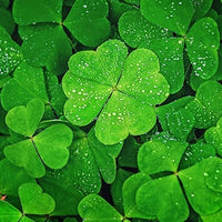 dunkel Grün Four Leaf Clover Samen farbenfroh Schau Traditionssorte & ohne Gentechnik Samen Hausgarten