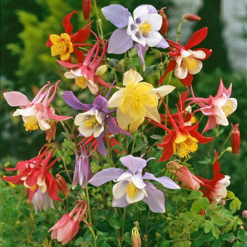 Gemischt Columbine Blumensamen zur Aussaat farbenfroh Schau Traditionssorte & ohne Gentechnik Samen Hausgarten