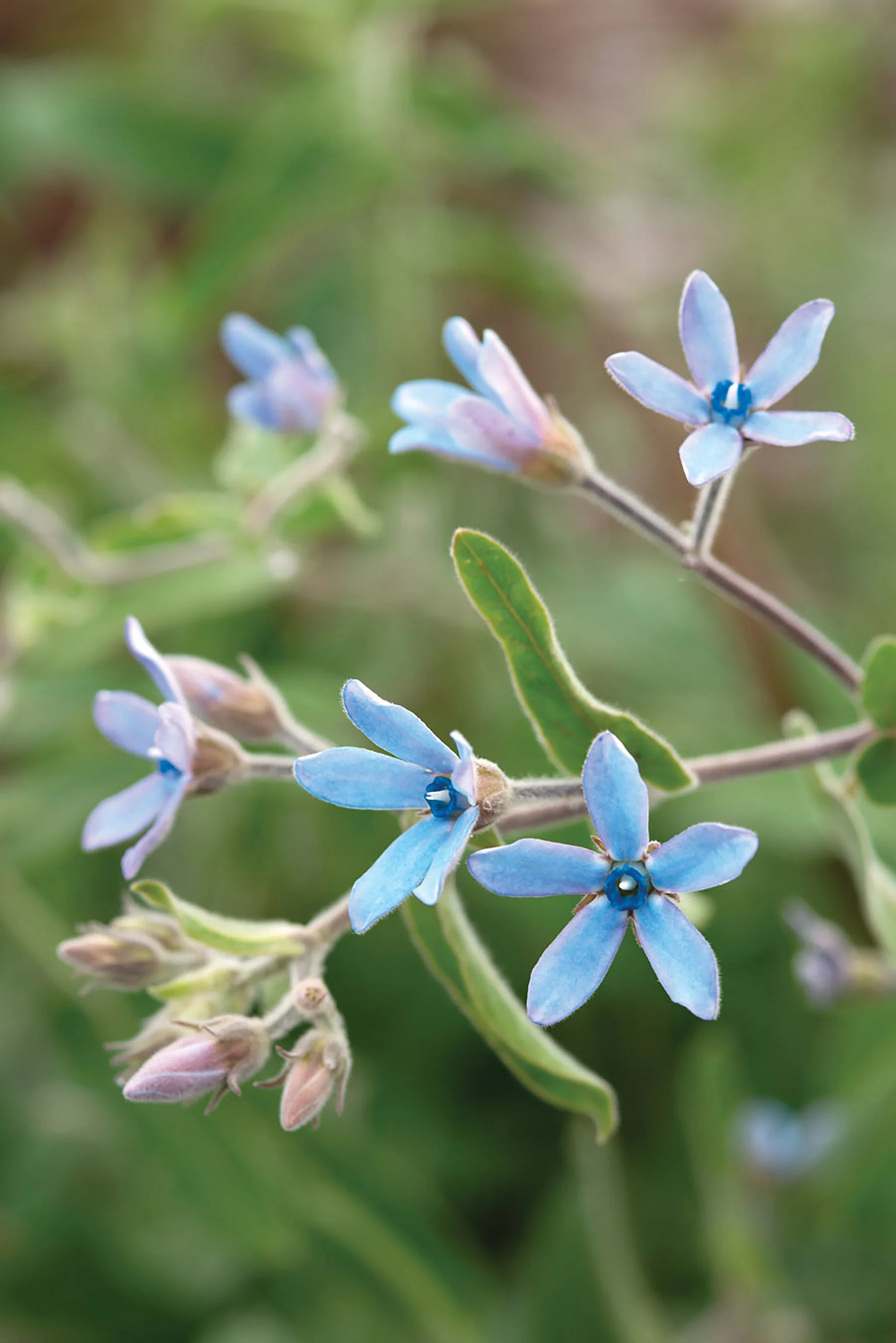 selten Tweedia Blumensamen zur Aussaat – Drought verträglich – Traditionssorte & ohne Gentechnik Samen Hausgarten