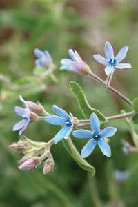 selten Tweedia Blumensamen zur Aussaat – Drought verträglich – Traditionssorte & ohne Gentechnik Samen Hausgarten