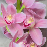 klein Rosa Schmetterlingsorchidee Orchidee Blumensamen zur Aussaat – farbenfroh Schau – Traditionssorte & ohne Gentechnik Samen Hausgarten