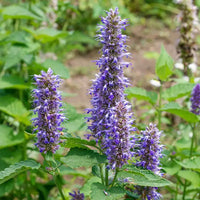 Violet giant hyssop blume samen for anpflanzung - wildflower mix, heirloom & gmo free samen for home garten
 
 sale samen for home garten