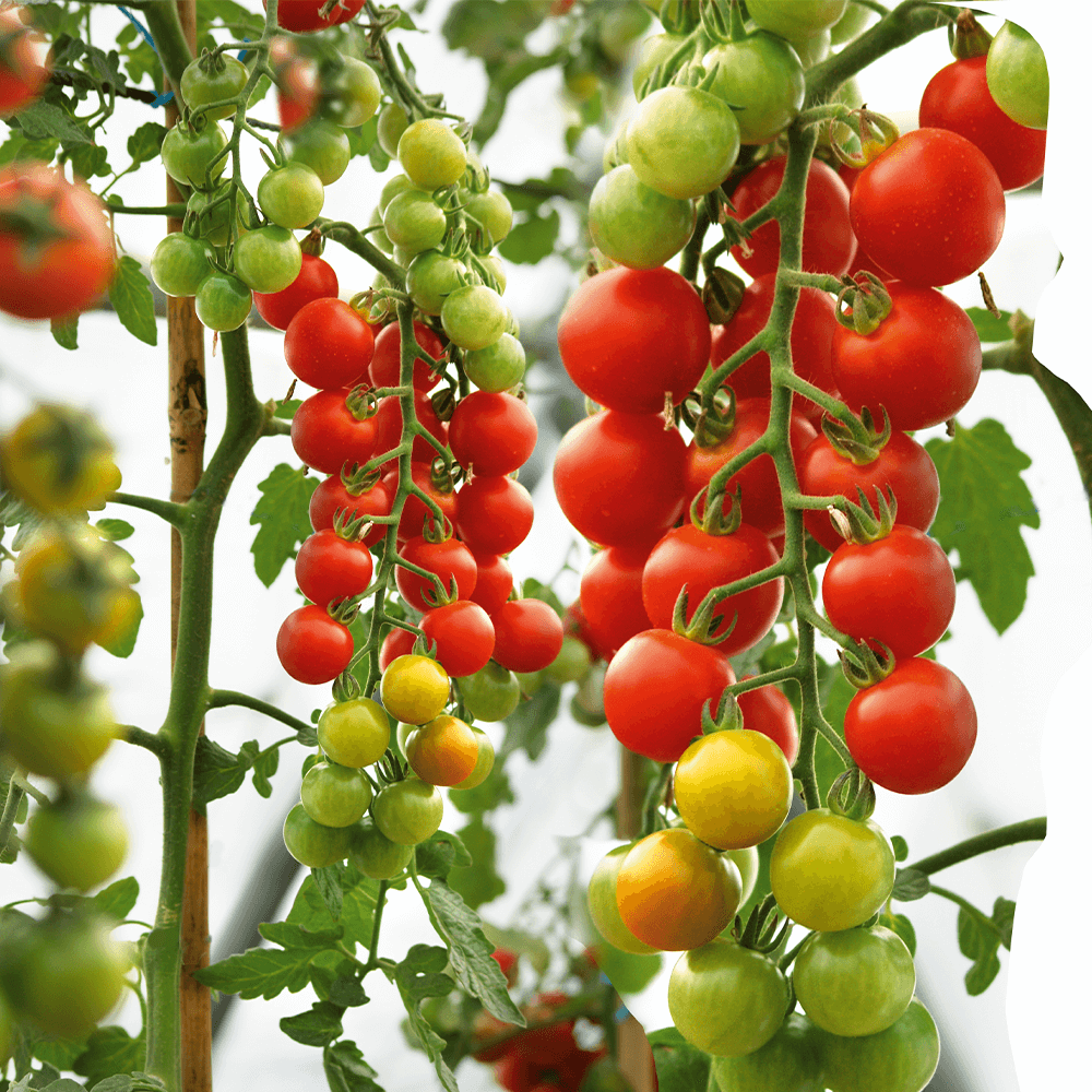 Papadennis Süße Tomaten pflanzen Samen for Rich Flavor