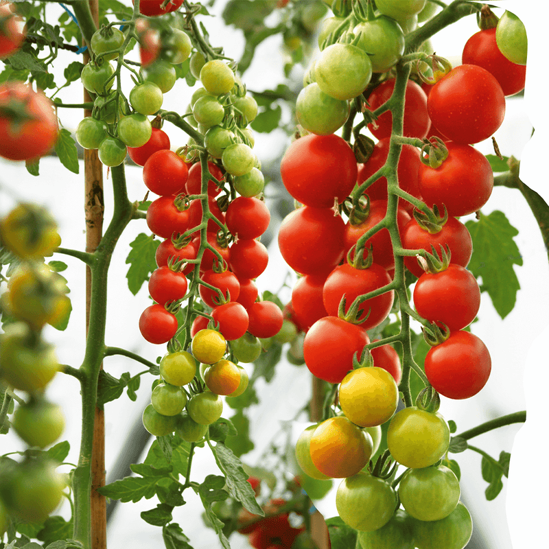 Semi di pomodoro dolce Papadennis da piantare, dal sapore intenso