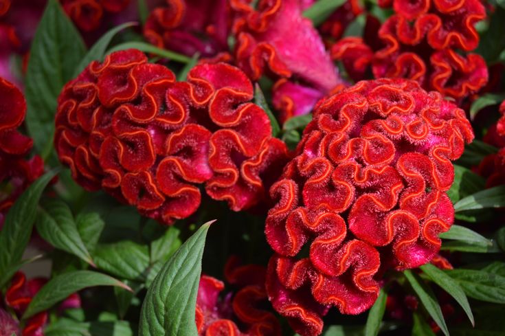 Cristata Blumensamen zur Aussaat Garten beliebt Traditionssorte & ohne Gentechnik Samen Hausgarten
