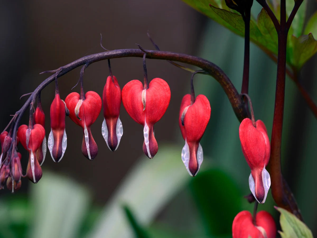 Bleeding Heart Blumensamen zur Aussaat – kompakt Wuchs – Traditionssorte & ohne Gentechnik Samen Hausgarten
