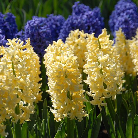 Hyacinth Blumensamen zur Aussaat – Halbschatten verträglich – Traditionssorte & ohne Gentechnik Samen Hausgarten