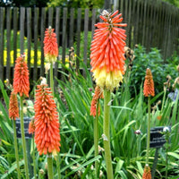 Kniphofia Blumensamen zur Aussaat Halbschatten verträglich Traditionssorte & ohne Gentechnik Samen Hausgarten