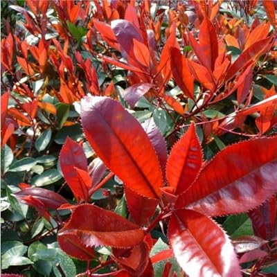 Photinia Blumensamen zur Aussaat – Bestäuber freundlich – Traditionssorte & ohne Gentechnik Samen Hausgarten
