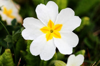 Primel Blumensamen zur Aussaat Garten beliebt Traditionssorte & ohne Gentechnik Samen Hausgarten