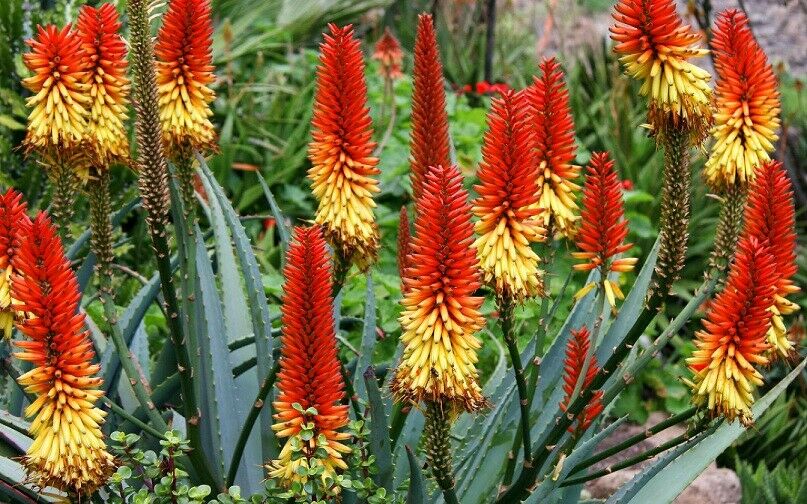 Aloe Vera Blumensamen zur Aussaat – hochwertige Qualitäts- – Traditionssorte & ohne Gentechnik Samen Hausgarten