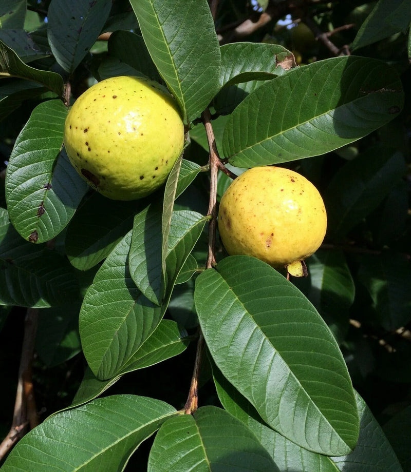 Jeunes graines de Psidium guajava pour une plantation facile