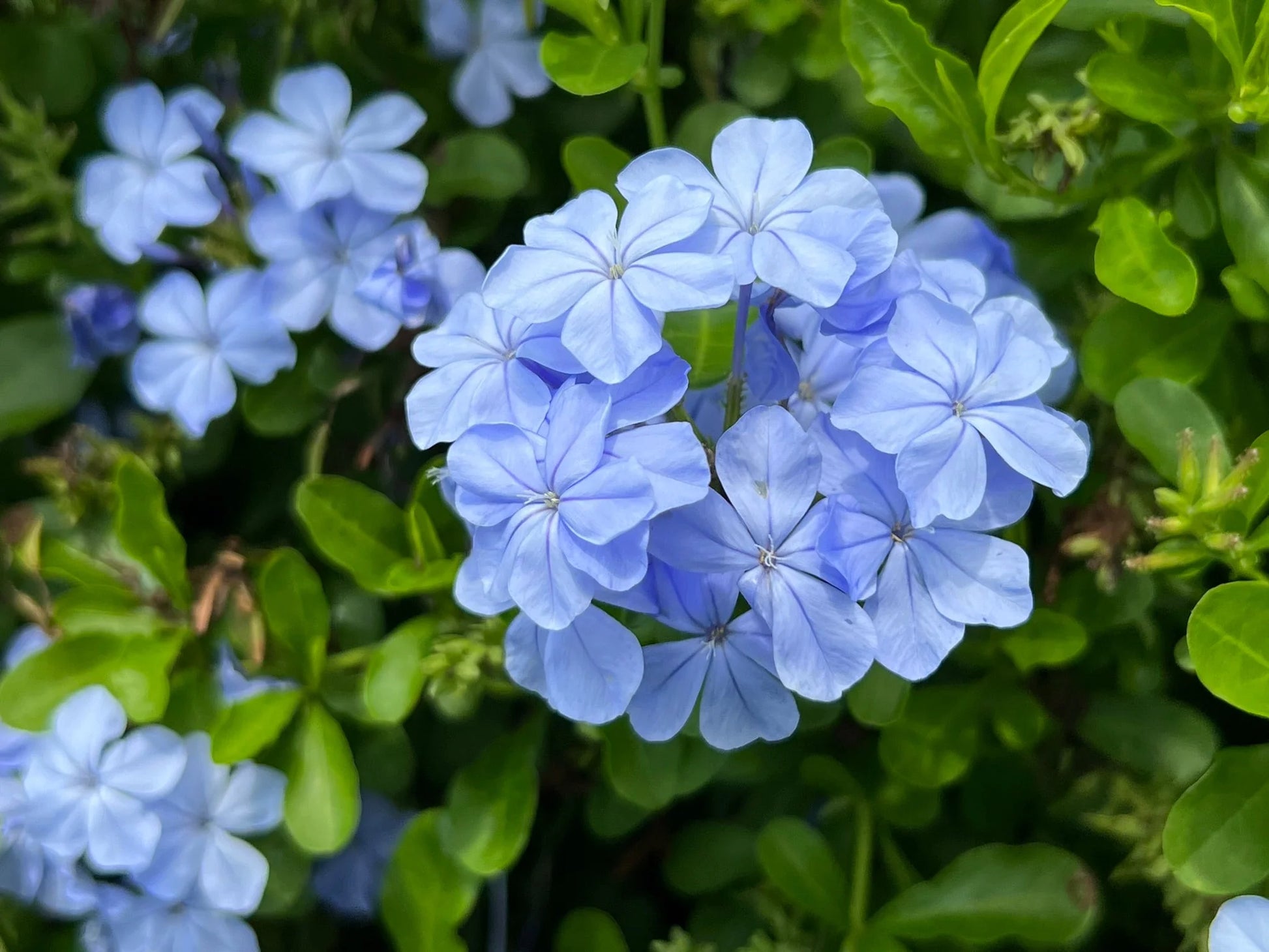 Plumbago Blumensamen zur Aussaat sonnenliebend Traditionssorte & ohne Gentechnik Samen Hausgarten