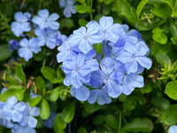 Plumbago Blumensamen zur Aussaat sonnenliebend Traditionssorte & ohne Gentechnik Samen Hausgarten