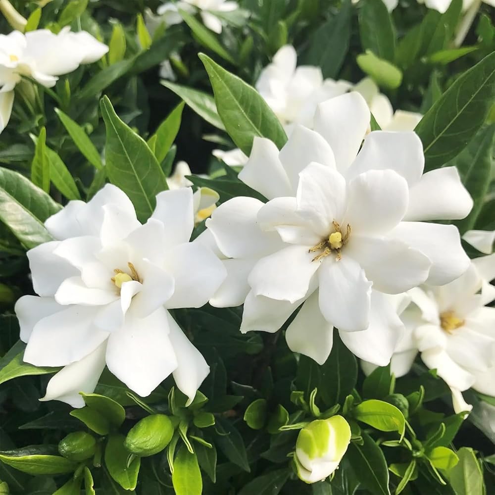 Gardenia Blumensamen zur Aussaat Garten beliebt Traditionssorte & ohne Gentechnik Samen Hausgarten