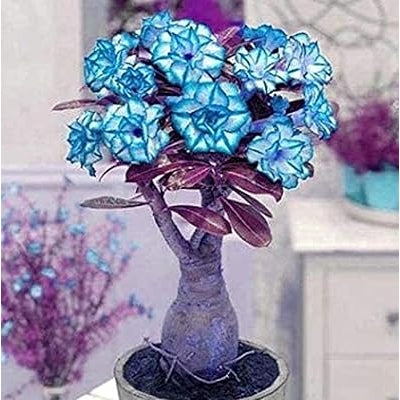 Blau Wüstenrose Obesum Samen duftend Blüten Traditionssorte & ohne Gentechnik Samen Hausgarten