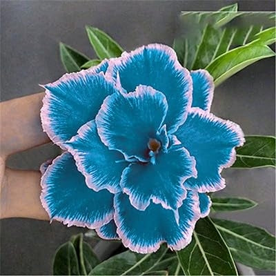 Himmelblau Wüstenrose Obesum Samen Blumensamen zur Aussaat pflegeleicht Traditionssorte & ohne Gentechnik Samen Hausgarten