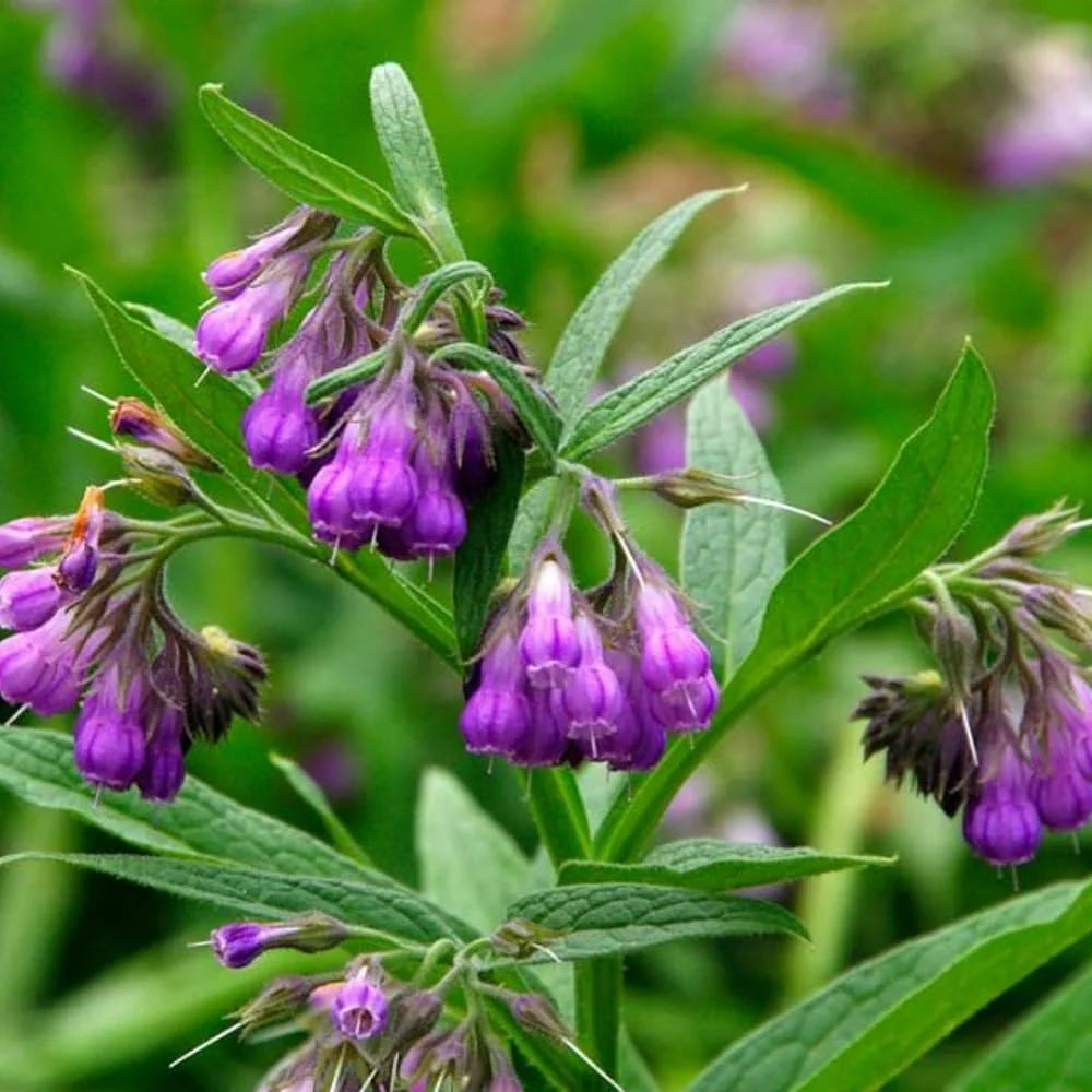 Lila Symphytum Blumensamen zur Aussaat – farbenfroh Schau – Traditionssorte & ohne Gentechnik Samen Hausgarten