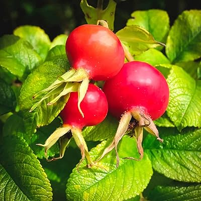 Rosehip Blumensamen zur Aussaat Wildblume Mischung Traditionssorte & ohne Gentechnik Samen Hausgarten
