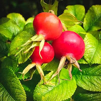 Rosehip Blumensamen zur Aussaat Wildblume Mischung Traditionssorte & ohne Gentechnik Samen Hausgarten