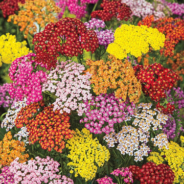 Yarrow blume samen for anpflanzung seasonal bloomer heirloom & gmo free samen for home garten 
 
 sale for anpflanzung in home garten