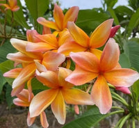 Pfirsichfarben Frangipani Blumensamen zur Aussaat