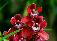 Kastanienrot Schmetterlingsorchidee Orchidee Blumensamen zur Aussaat – leuchtend – Traditionssorte & ohne Gentechnik Samen Hausgarten