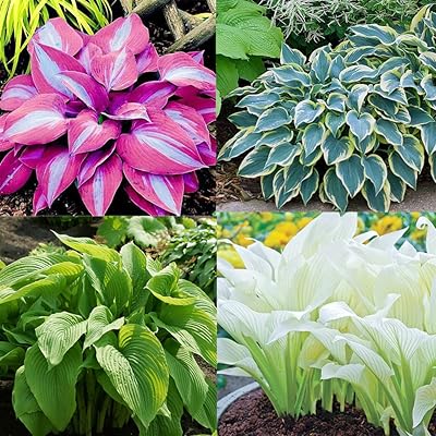 Hosta Jardin Blumensamen zur Aussaat – duftend Blüten – Traditionssorte & ohne Gentechnik Samen Hausgarten