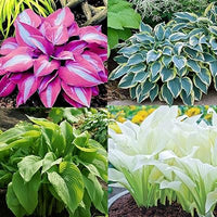 Hosta Jardin Blumensamen zur Aussaat – duftend Blüten – Traditionssorte & ohne Gentechnik Samen Hausgarten