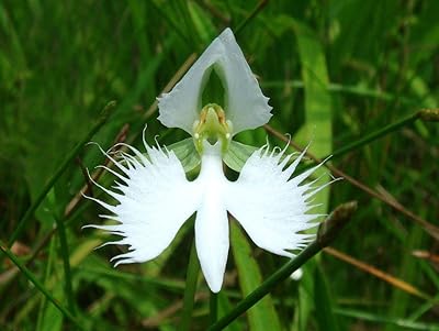 Japanese Radiata Blumensamen zur Aussaat – Anzucht – Traditionssorte & ohne Gentechnik Samen Hausgarten