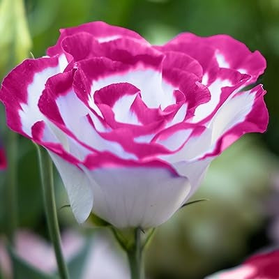 Weiß & Rot Lisianthus (Lisianthus) Blumensamen zur Aussaat Traditionssorte ohne Gentechnik Garten Samen Bestäuber freundlich