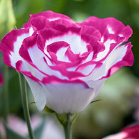 Sapphire Rosa Lisianthus (Lisianthus) Blumensamen zur Aussaat Anzucht Traditionssorte & ohne Gentechnik Samen Hausgarten