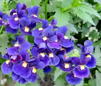 Lila Nemesia Strumosa Blumensamen zur Aussaat hochwertige Qualitäts- Traditionssorte & ohne Gentechnik Samen Hausgarten