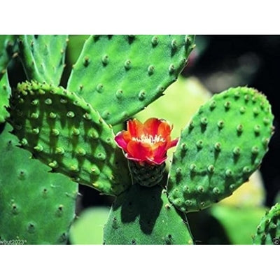 Fresh Kaktusfeige Blumensamen zur Aussaat – duftend Blüten – Traditionssorte & ohne Gentechnik Samen Hausgarten