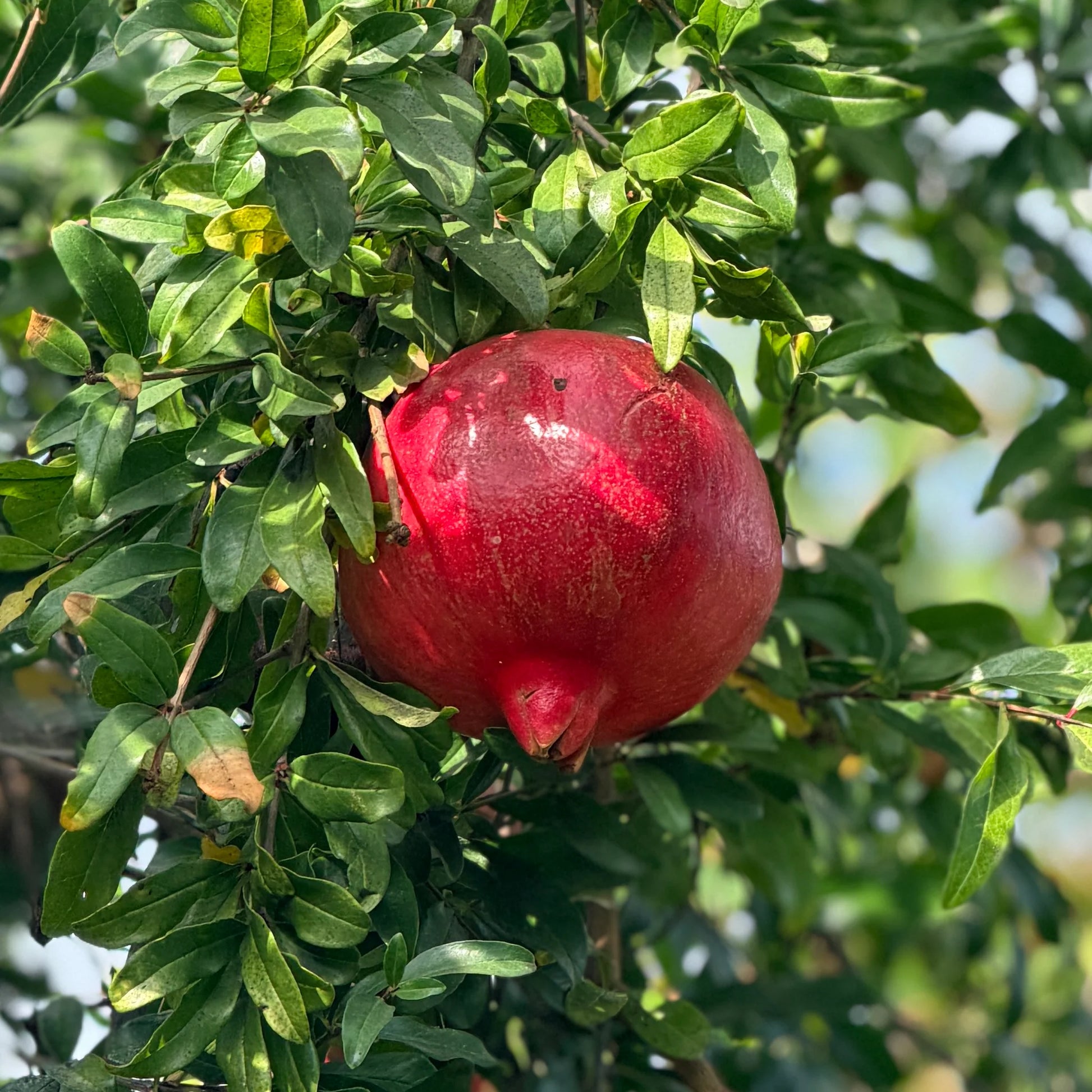 Rote Granatapfel  Fruchtsamen für einfaches Anpflanzen