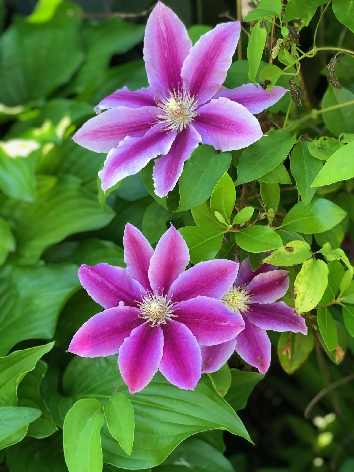 klein Rosa Waldrebe Blumensamen zur Aussaat Drought verträglich Traditionssorte & ohne Gentechnik Samen Hausgarten