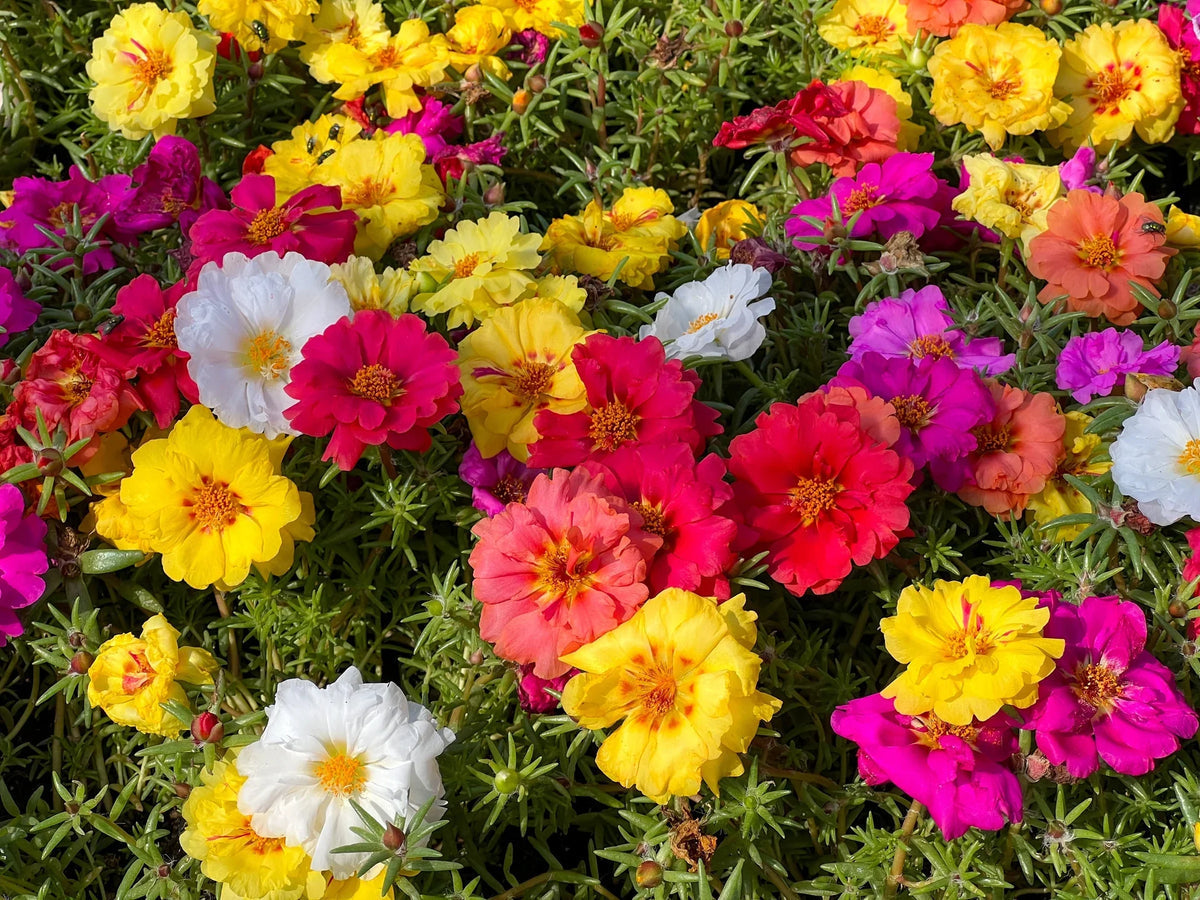 Portulaca (portulaca moss) samen for anpflanzung in home garten