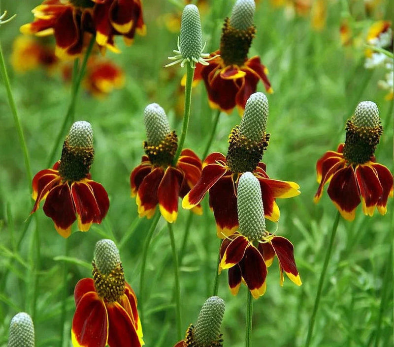 Prairie blume samen for anpflanzung low maintenance heirloom & gmo free samen for home garten 
 
 sale for anpflanzung in home garten