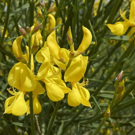 Spartium junceum blume samen for anpflanzung long bloom season heirloom & gmo free samen for home garten 
 
 sale samen for home garten anpflanzung