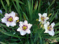 Weiß violet hemerocallis samen for anpflanzung