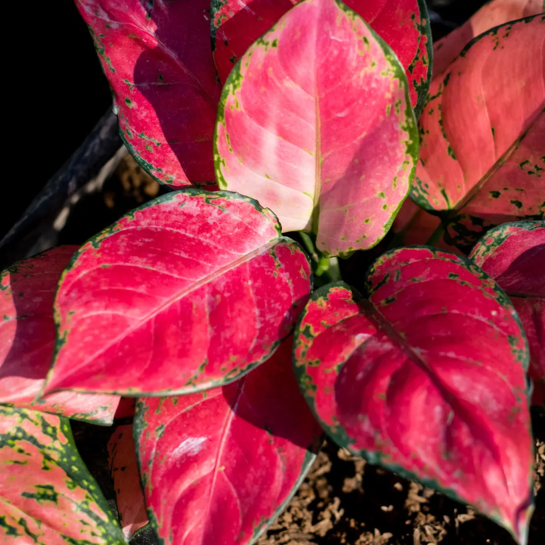 Gemischt Aglaonema Blumensamen zur Aussaat – hochwertige Qualitäts- – Traditionssorte & ohne Gentechnik Samen Hausgarten