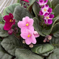 Rot Saintpaulia Blumensamen zur Aussaat Halbschatten verträglich Traditionssorte & ohne Gentechnik Samen Hausgarten