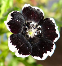 Schwarz Menziesii Blumensamen zur Aussaat – Traditionssorte – ohne Gentechnik – Keimung Border Garten Samen