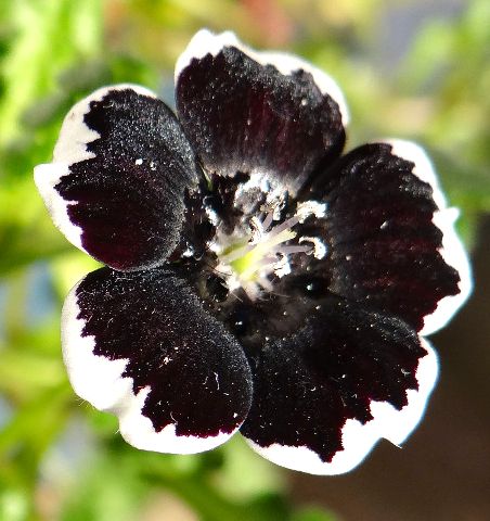 Schwarz Menziesii Blumensamen zur Aussaat – Traditionssorte – ohne Gentechnik – Keimung Border Garten Samen