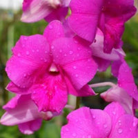 Rosa Dendrobium Blumensamen zur Aussaat hochwertige Qualitäts- Traditionssorte & ohne Gentechnik Samen Hausgarten