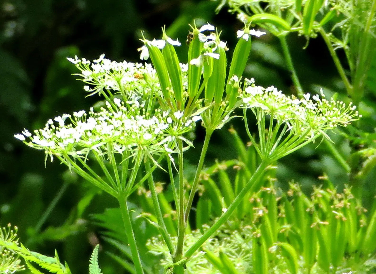 Myrrhis Blumensamen zur Aussaat – Drought verträglich – Traditionssorte & ohne Gentechnik Samen Hausgarten