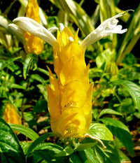 Weiß Gelb Pachystachys Blumensamen zur Aussaat duftend Blüten Traditionssorte & ohne Gentechnik Samen Hausgarten